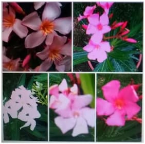 Flower Vine Seeds Nerium Oleander Seeds Mixed Colors Seeds For Terrace Garden Seeds