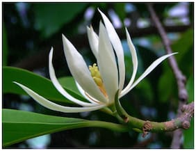 Flowering Fragnant Tree Fragrant Flowering Tree White Champak Exotic Fragnant Tree Seeds