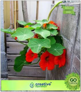 Flowering Plants For Summer : Nasturtiums In Baskets Premium Kitchen Garden Plant Seeds