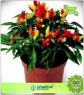 Flowering Plants : Ornamental Chilli Plants Seeds Premium Kitchen Garden Plant Seeds