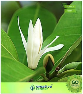 Flowering Plant Seeds : Fragrant Flowering Tree White Champak Premium Kitchen Garden Plant Seeds