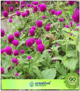 Flowering Plants For Summer : Gomphrena Choice Purple;Red;White;Pink;And Lilac Mixed Plant Seeds Premium Kitchen Garden Plant Seeds