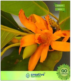 Flowering Plant Seeds : Chempakam Flowering Tree