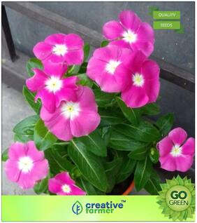 Flowering Plant Seeds : Vinca - Rose Periwinkle Premium Kitchen Garden Plant Seeds