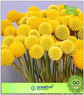 Flowering Plants Seeds : Craspedia Globosa Drumstick Seeds Premium Kitchen Garden Plant Seeds