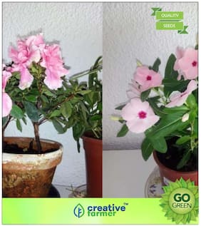 Flowering Plant Seeds : Vinca - Ornamental And Medicinal Plant Premium Kitchen Garden Plant Seeds