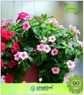 Flowering Plant Seeds : Sadaphuli Vinca Seeds Premium Kitchen Garden Plant Seeds