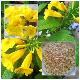 Flowering Plant Trumpet-Creeper Family Yellow Flower 30 Seeds Flower Plant Seeds For Home Bonsai Suitable Flowering Plant Seeds Garden Pack By Creative Farmer