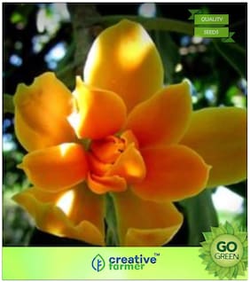 Flowering Plant Seeds : Golden Champa Tita-Sopa Premium Kitchen Garden Plant Seeds