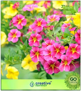 Flowering Plants For Summer : Petunia Nana Compacta Premium Kitchen Garden Plant Seeds