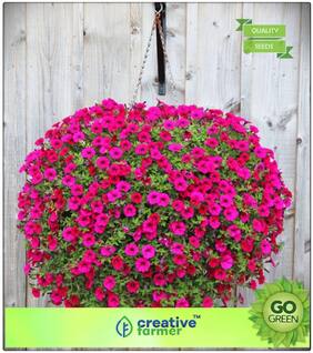 Flowering Plant Seeds : Petunia Axillaris Premium Kitchen Garden Plant Seeds