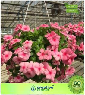 Flowering Plant Seeds : Vinca Flower Seeds Premium Kitchen Garden Plant Seeds