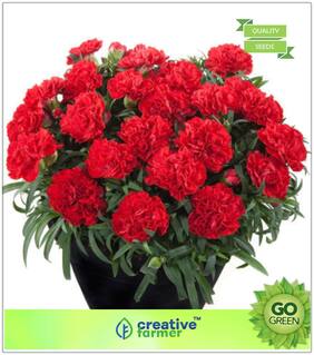 Flowering Plants For Summer : Dianthus Flower Seeds Premium Kitchen Garden Plant Seeds