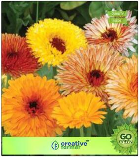 Flowering Plant Seeds : Calendula Officinalis Fiesta Gitana Orange Premium Kitchen Garden Plant Seeds