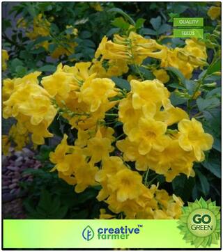 Flowering Plant Trumpet-Creeper Family Yellow Flower 30 Seeds Flower Plant Seeds For Home Flowering Plant Seeds Premium Kitchen Garden Plant Seeds