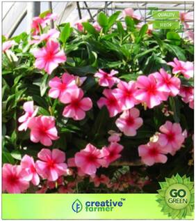 Flowering Plant Seeds : Periwinkle Vinca Seeds Premium Kitchen Garden Plant Seeds