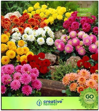 Flowering Plants For Summer : Dhalia Seeds - Pot Variety Premium Kitchen Garden Plant Seeds