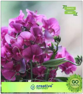 Flowering Plants Seeds : Sweet Peas - Sweet Smelling Flowers Premium Kitchen Garden Plant Seeds