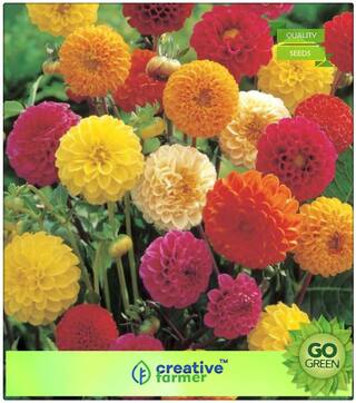 Flowering Seeds : Giant Dahlia Flower Bee Mix Premium Kitchen Garden Plant Seeds