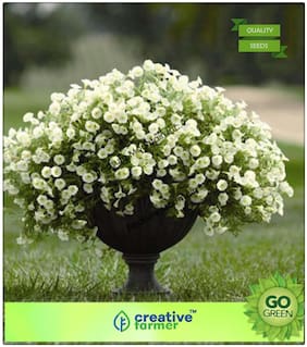 Flowering Seeds : White Petunia Premium Kitchen Garden Plant Seeds