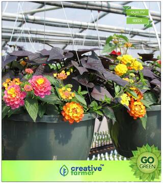 Flowering Shrub Tree Seeds : Lantana Camara Hanging Basket Flower Seeds Premium Kitchen Garden Plant Seeds
