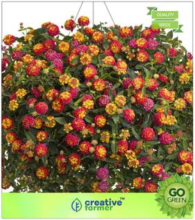 Flowering Shrub Tree Seeds : Spanish Flag Hanging Pots Flower Seed Premium Kitchen Garden Plant Seeds