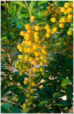 Flowering Shrub Duranta Forget Me Not Bush Garden Seeds Seeds
