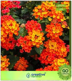 Flowering Shrub Tree Seeds : Lantana Camara - Bands Nagaairi Phullaki Putus Tantbi Premium Kitchen Garden Plant Seeds