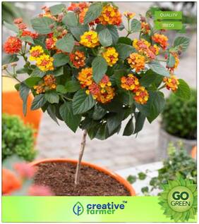 Flowering Shrub Tree Seeds : Camara Vulgaris Pot Suitable Premium Kitchen Garden Plant Seeds