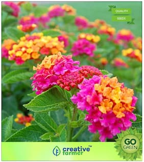 Flowering Shrub Tree Seeds : Lantana Camara;Spanish Flag;West Indian Lantana;Lava Seeds Premium Kitchen Garden Plant Seeds