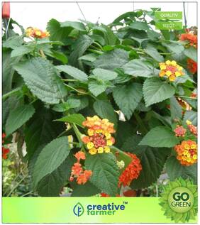 Flowering Shrub Tree Seeds : Lantana Crocea Climber Type Premium Kitchen Garden Plant Seeds