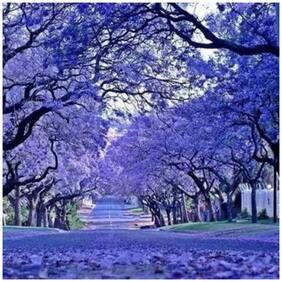 Flowering Shade Tree Road Side Flowering Tree - Blue Colour - 20 Seeds by Creative Farmer