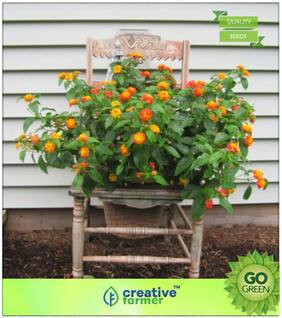 Flowering Shrub Tree Seeds : Lantana Glandulosissima Container