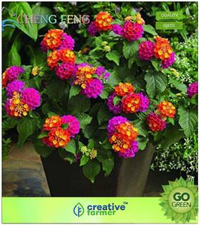 Flowering Shrub Tree Seeds : Rare Holland Rainbow Flower Home Garden Rare Plant Seeds Colorful Lantana Seeds Premium Kitchen Garden Plant Seeds