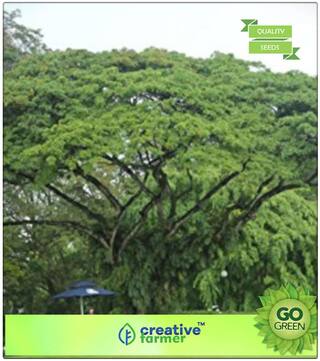 Flowering Tree Seeds : Coco Tamarind Premium Kitchen Garden Plant Seeds