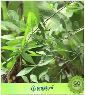 Flowering Tree Seeds : Henna Plant Seeds Premium Kitchen Garden Plant Seeds