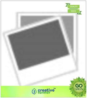 Flowering Tree Seeds : Coral Jasmine Premium Kitchen Garden Plant Seeds