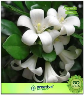 Flowering Tree Seeds : Kamini Premium Kitchen Garden Plant Seeds