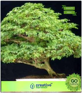 Flowering Tree : French Tamarind Premium Kitchen Garden Plant Seeds