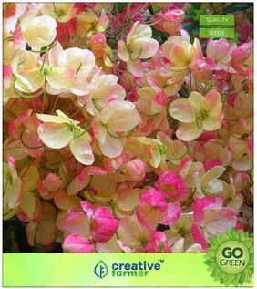 Flowering Tree Seeds : Pink Cassia Premium Kitchen Garden Plant Seeds