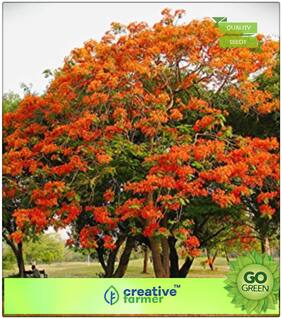 Flowering Tree Seeds : Flame Tree Premium Kitchen Garden Plant Seeds