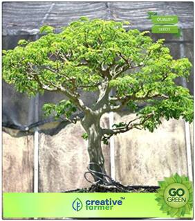 Flowering Tree : Coco Tamarind Premium Kitchen Garden Plant Seeds