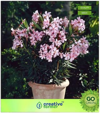 Flowering Tree Seeds : Container Grown Oleanders Plant Seeds Premium Kitchen Garden Plant Seeds