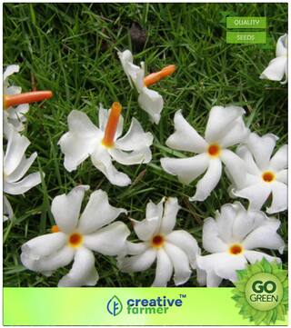 Flowering Tree Seeds : Live Coral Jasmine Nyctanthes Arbor Tristis-Parijat -Siuli-Queen Flower Seeds Premium Kitchen Garden Plant Seeds