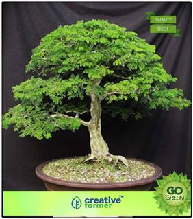 Ashoka Tree Bonsai Bonsai Tree