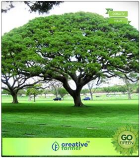 Flowering Tree Seeds : Albizia Saman Premium Kitchen Garden Plant Seeds