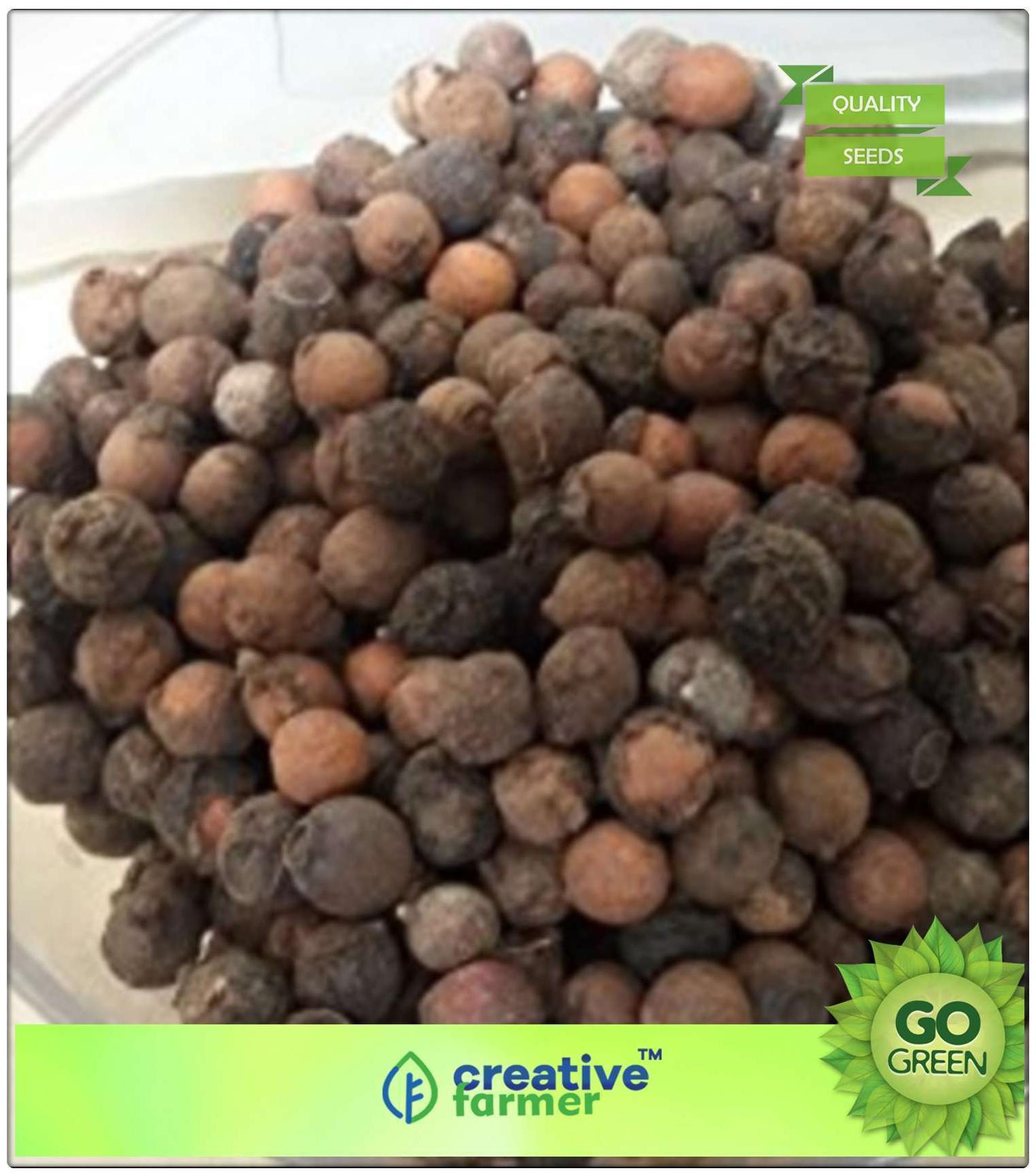 https://assetscdn1.paytm.com/images/catalog/product/H/HO/HOMFLOWERING-TRCREA8874778C67D0A/1563043549665_0..jpg