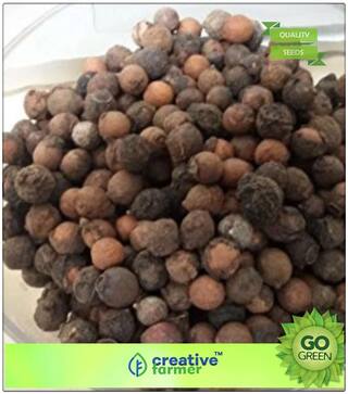 Flowering Tree Seeds : Chandan Or Sandalwood Tree Seeds (Pack Of 10 Seeds) Premium Kitchen Garden Plant Seeds