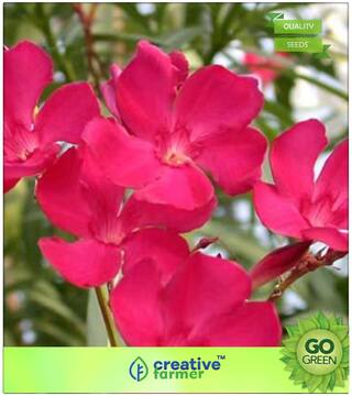 Flowering Tree Seeds : Karavira;Indian Oleander (Nerium Indicum) Premium Kitchen Garden Plant Seeds