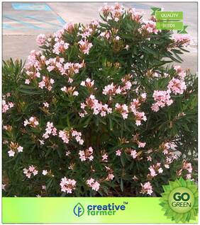 Flowering Tree Seeds : Peach Flowering Plant Seeds Premium Kitchen Garden Plant Seeds